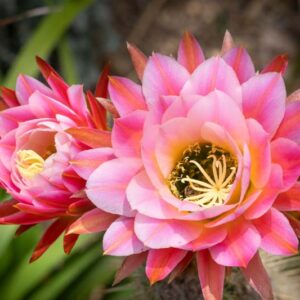 Echinopsis First Light, Trichocereus First Light, Flowering Cactus, Cactus Flower