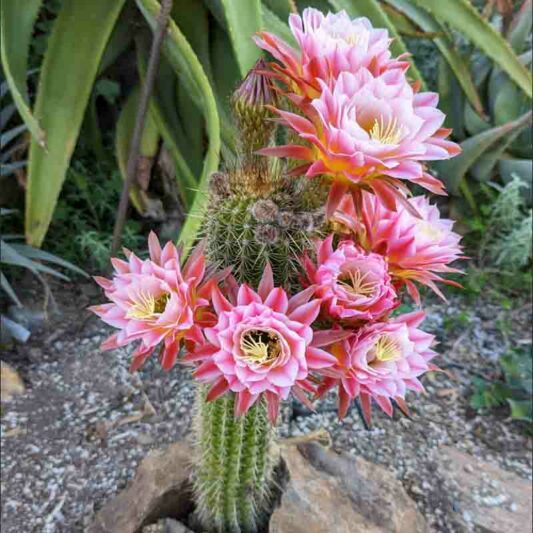 Echinopsis First Light, Trichocereus First Light, Flowering Cactus, Cactus Flower