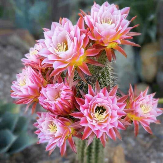 Echinopsis First Light, Trichocereus First Light, Flowering Cactus, Cactus Flower