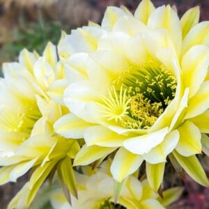 Echinopsis June Moon, Trichocereus June Moon, Flowering Cactus, Cactus Flower
