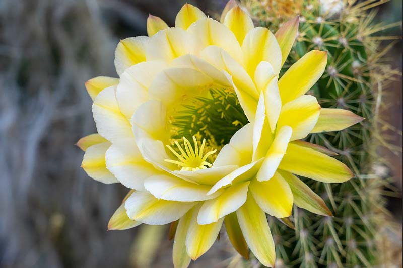 Echinopsis June Moon, Trichocereus June Moon, Flowering Cactus, Cactus Flower