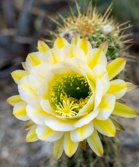 Echinopsis June Moon, Trichocereus June Moon, Flowering Cactus, Cactus Flower