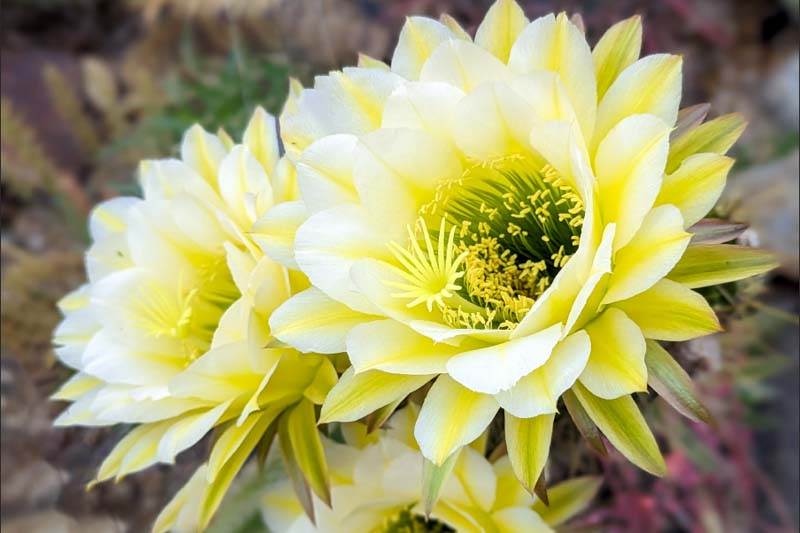 Echinopsis June Moon, Trichocereus June Moon, Flowering Cactus, Cactus Flower