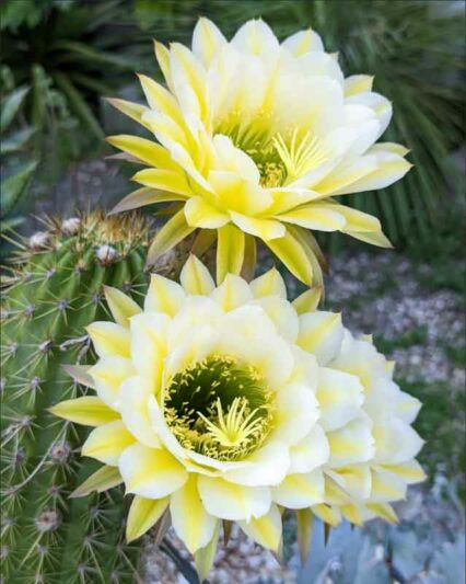 Echinopsis June Moon, Trichocereus June Moon, Flowering Cactus, Cactus Flower