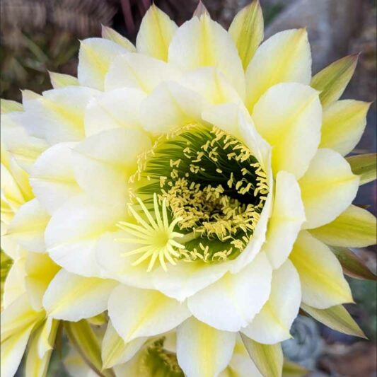 Echinopsis June Moon, Trichocereus June Moon, Flowering Cactus, Cactus Flower
