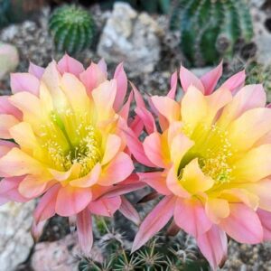 Flowering Cactus, Cactus Flower, Echinopsis, Echinopsis Napae