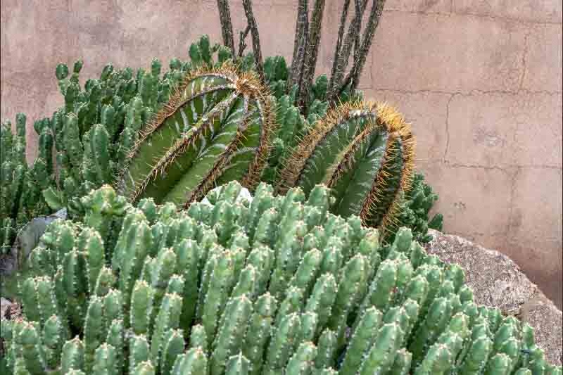 Monk's Hood Cactus, Star Cactus, Bishop's Cap Cactus, Astrophytum ornatum, Cactus