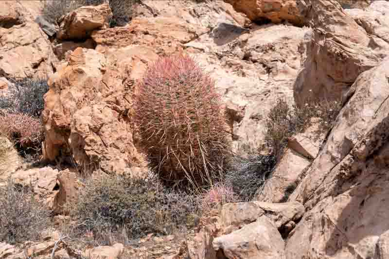 California Barrel Cactus, Barrel Cactus, Ferocactus cylindraceus