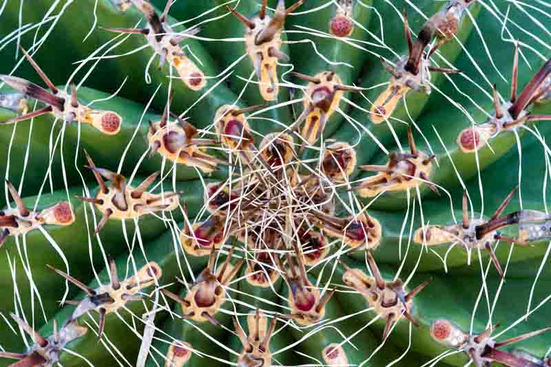 Twisted Barrel Cactus, Barrel Cactus, Cactus Flower, Ferocactus herrerae