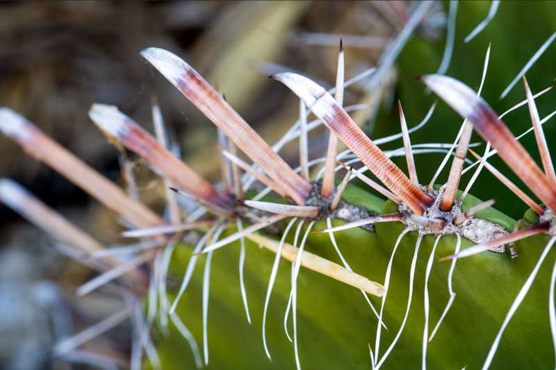 Twisted Barrel Cactus, Barrel Cactus, Cactus Flower, Ferocactus herrerae