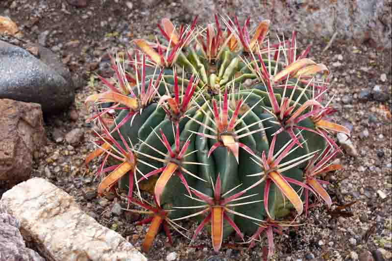 Devil's Tongue Cactus, Devil's Tongue Barrel Cactus, Crow's Claw Cactus, Candy cactus, Ferocactus latispinus