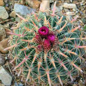 Devil's Tongue Cactus, Devil's Tongue Barrel Cactus, Crow's Claw Cactus, Candy cactus, Ferocactus latispinus