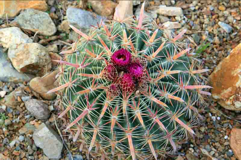 Devil's Tongue Cactus, Devil's Tongue Barrel Cactus, Crow's Claw Cactus, Candy cactus, Ferocactus latispinus