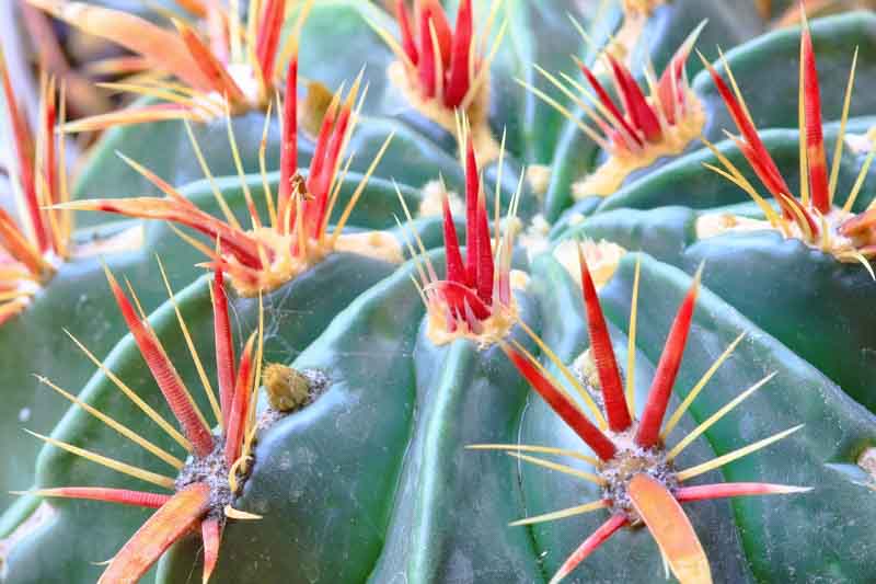 Devil's Tongue Cactus, Devil's Tongue Barrel Cactus, Crow's Claw Cactus, Candy cactus, Ferocactus latispinus