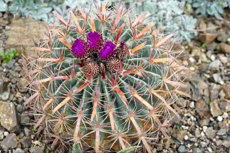 Devil's Tongue Cactus, Devil's Tongue Barrel Cactus, Crow's Claw Cactus, Candy cactus, Ferocactus latispinus