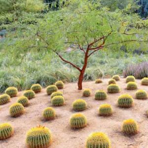 Barrel Cactus, Golden Barrel Cactus, Succulents, Succulent, Desert Garden