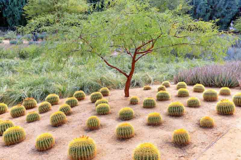 Barrel Cactus, Golden Barrel Cactus, Succulents, Succulent, Desert Garden
