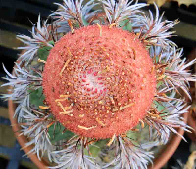 Turk's Cap, Turk's-cap cactus, Dwarf Turk's-cap cactus, Melon Cactus, Melocactus matanzanus