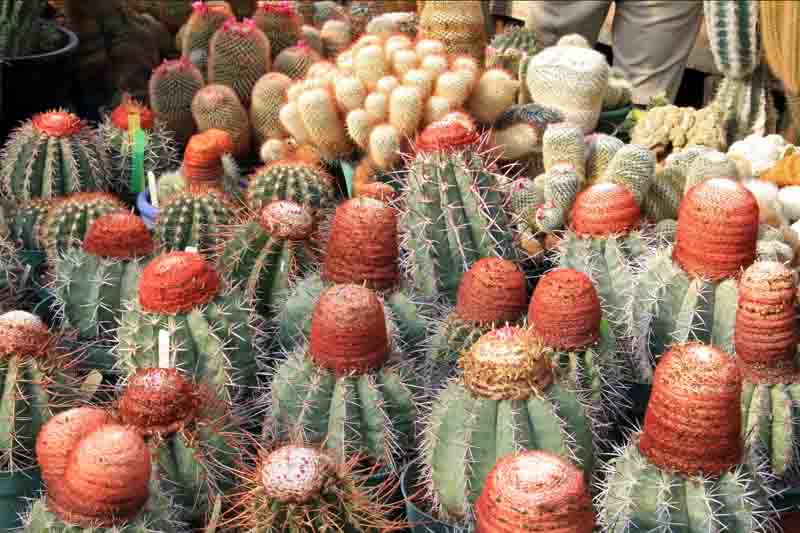 Turk's Cap, Turk's-cap cactus, Dwarf Turk's-cap cactus, Melon Cactus, Melocactus