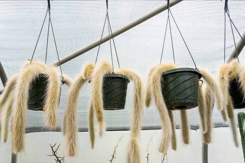 Monkey Tail Cactus, Rat Tail Cactus, Cleistocactus colademononis, Cleistocactus winteri subs. colademononis