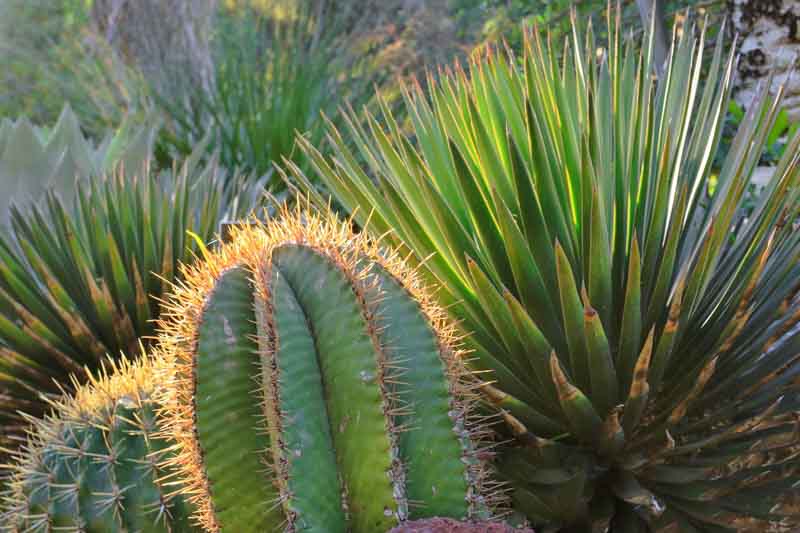 Monk's Hood Cactus, Star Cactus, Bishop's Cap Cactus, Astrophytum ornatum, Cactus