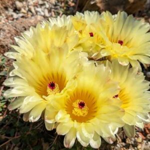 Tom Thumb Cactus, Lemon Ball Cactus, Parodia mammulosa, Notocactus mammulosus, Cactus, Cactus Plant