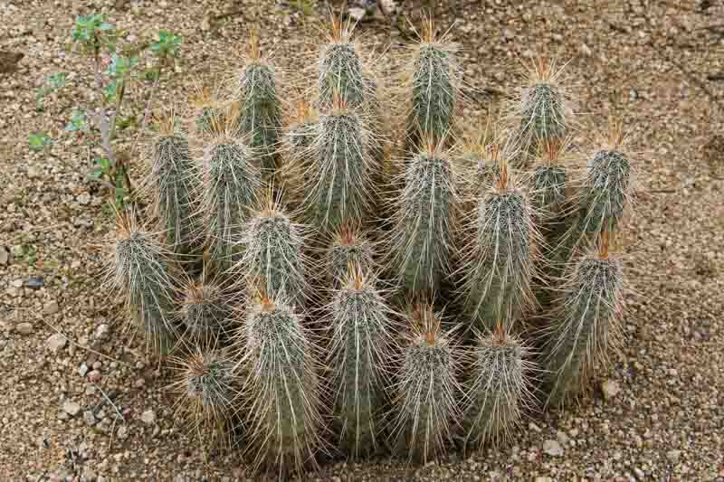 Engelmann's Hedgehog Cactus, Saints Cactus, Hedgehog Cactus, Strawberry Cactus, Strawberry Hedgehog Cactus, Purple Torch, Echinocereus engelmannii