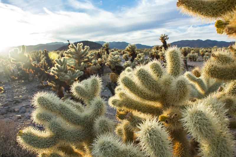 Teddy bear cholla Cactus, Cylindropuntia bigelovii, Cholla Cactus Garden, Joshua Tree National Park