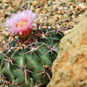 Horse-crippler, Devil’s-head, Candy Cactus, Devil’s Pin Cushion, Horse Crippler, Devil's Pincushion, Echinocactus texensis