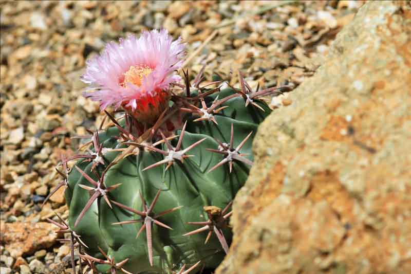 Horse-crippler, Devil’s-head, Candy Cactus, Devil’s Pin Cushion, Horse Crippler, Devil's Pincushion, Echinocactus texensis