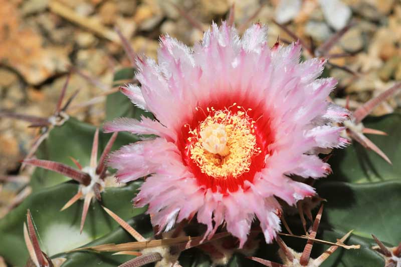 Horse-crippler, Devil’s-head, Candy Cactus, Devil’s Pin Cushion, Horse Crippler, Devil's Pincushion, Echinocactus texensis