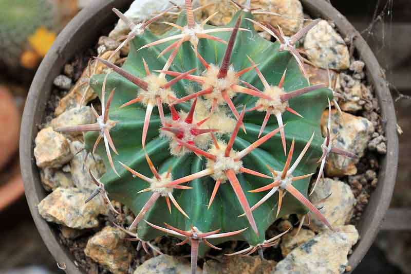 Horse-crippler, Devil’s-head, Candy Cactus, Devil’s Pin Cushion, Horse Crippler, Devil's Pincushion, Echinocactus texensis
