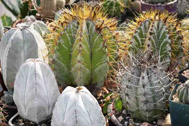 Monk's Hood Cactus, Star Cactus, Bishop's Cap Cactus, Astrophytum ornatum, Cactus