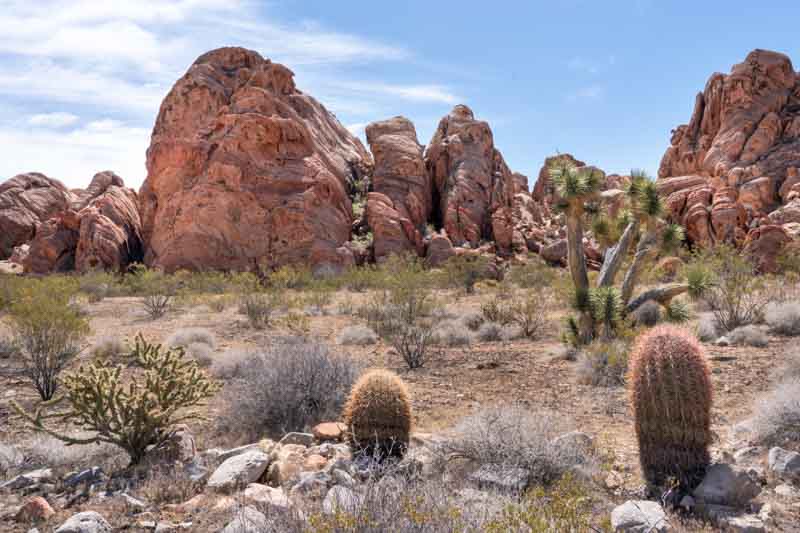 California Barrel Cactus, Barrel Cactus, Ferocactus cylindraceus