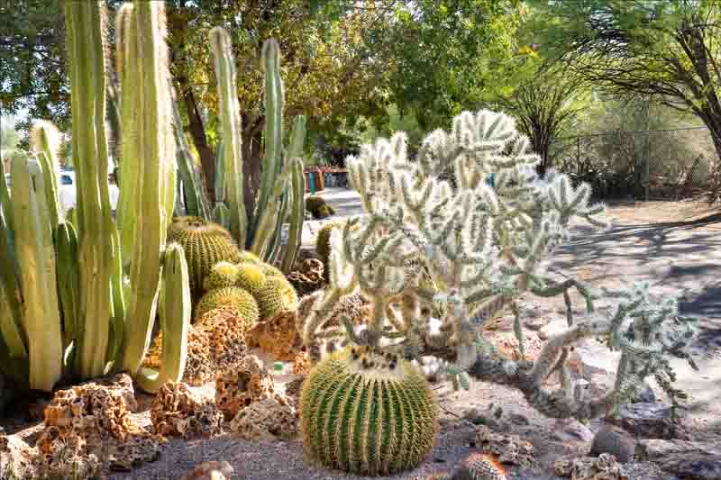 Barrel Cactus, Cholla Cactus, Senita Cactus, Lophocereus schottii, golden barrel cactus, Echinocactus grusonii, silver cholla, Cylindropuntia echinocarpa