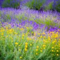Green Santolina, English Lavender, Lavandula angustifolia, Santolina rosmarinifolia, Drought Tolerant Garden, Mediterranean Garden, Evergreen Plants