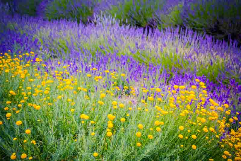Green Santolina, English Lavender, Lavandula angustifolia, Santolina rosmarinifolia, Drought Tolerant Garden, Mediterranean Garden, Evergreen Plants