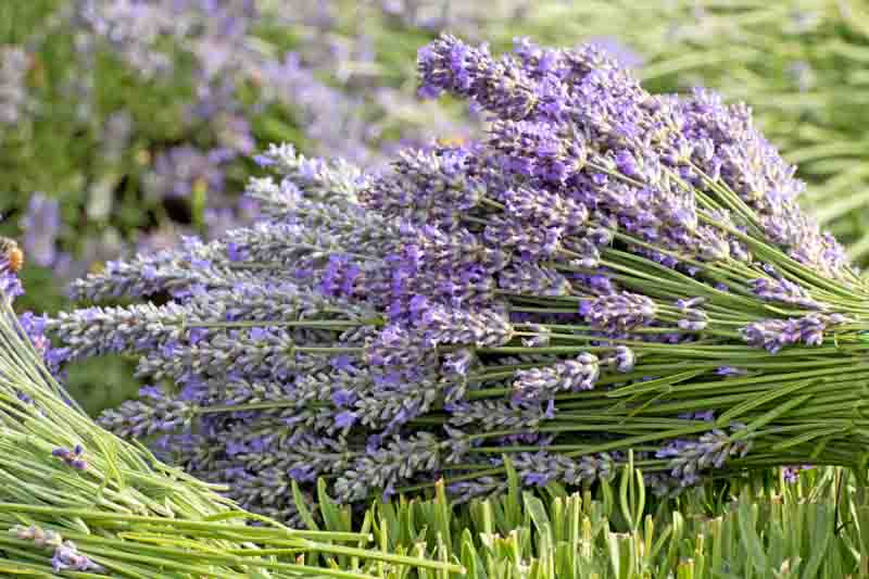 How to grow lavender from seeds, Growing Lavender, Lavender Flowers, Lavender Plants