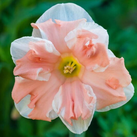 Daffodil Apricot Twirl, Salmon Daffodil, Apricot Daffodil, Split Corona Daffodil, Narcissus Apricot Twirl