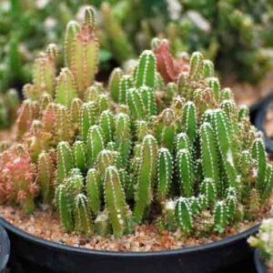 Green Finger Cactus, Fairy Castle Cactus, Fairytale Castle Cactus, Acanthocereus tetragonus