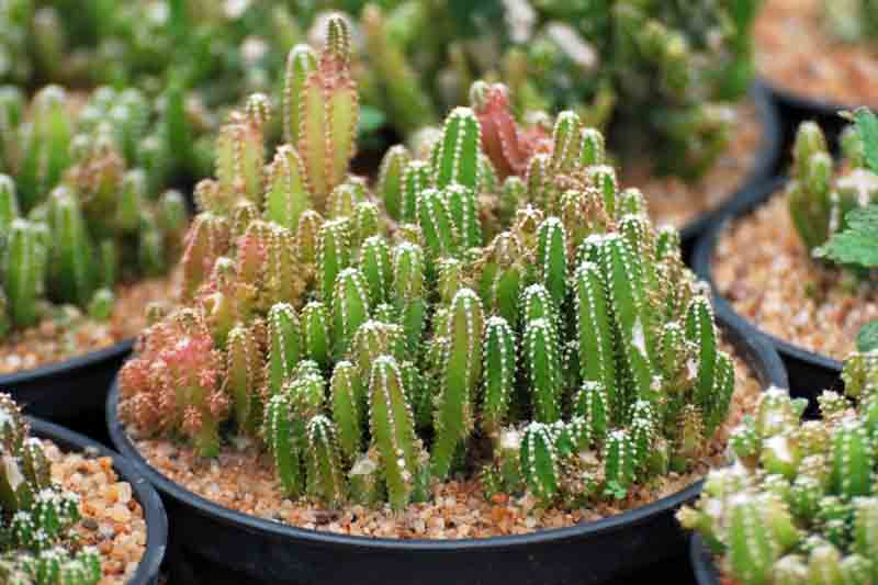 Green Finger Cactus, Fairy Castle Cactus, Fairytale Castle Cactus, Acanthocereus tetragonus