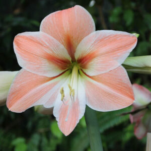 Amaryllis 'Apricot Parfait'
