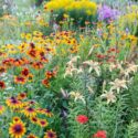 Black Eyed Susan, Rudbeckia, Lily, Tiger Lily, Summer Garden