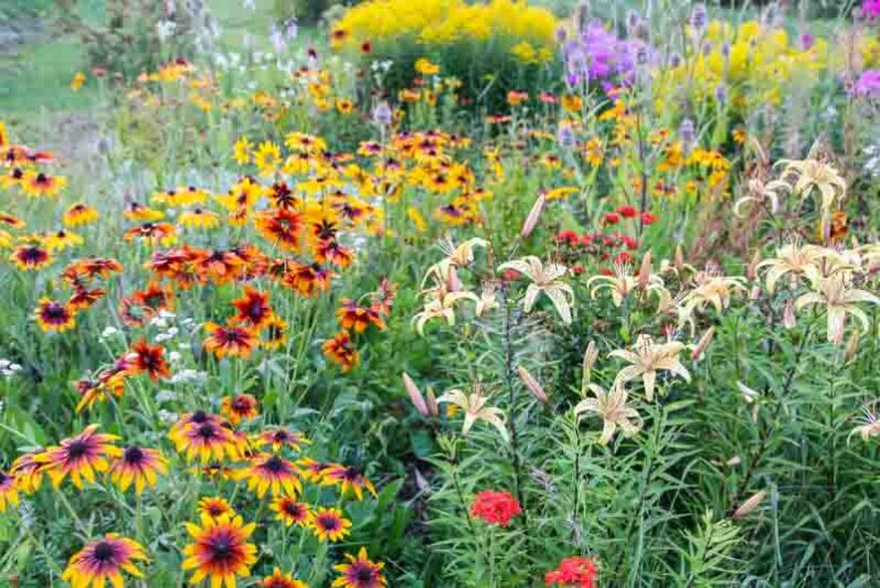 Black Eyed Susan, Rudbeckia, Lily, Tiger Lily, Summer Garden