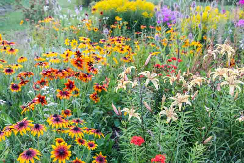 Black Eyed Susan, Rudbeckia, Lily, Tiger Lily, Summer Garden