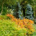 Native Garden, Native Plants, Rhus typhina, Staghorn Sumac, Cupressus arizonica var. glabra, Arizona Smooth Cypress