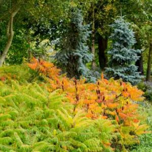 Native Garden, Native Plants, Rhus typhina, Staghorn Sumac, Cupressus arizonica var. glabra, Arizona Smooth Cypress