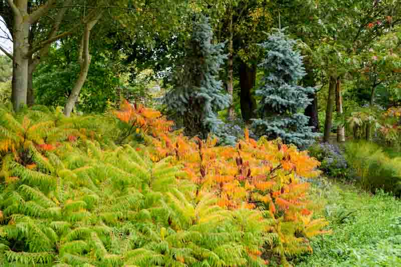 Native Garden, Native Plants, Rhus typhina, Staghorn Sumac, Cupressus arizonica var. glabra, Arizona Smooth Cypress