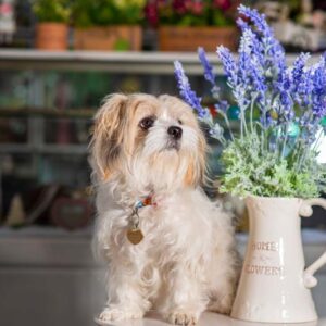 Lavender, Lavender toxic to dogs, Lavender flowers, Lavender Plant