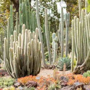 Desert Plants, Desert Garden, Cactus, Succulents, Flowers, Heat Tolerant, Drought Tolerant